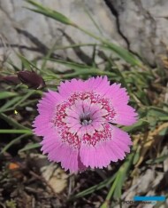 Dianthus callizonus_fot. G moen