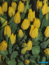 Tulipany 'Strong Gold_fot A-Cecot