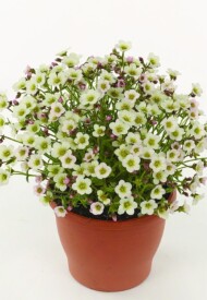 Saxifraga Ice Colours Pearl White - kolor kwiatów u rośliny z uprawy pod osłonami_Florensis