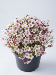 Saxifraga Ice Colours Pearl White - kolor kwiatów u rośliny z uprawy na zewnątrz-fot. Florensis