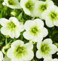 Saxifraga Limerock, fot. Florensis