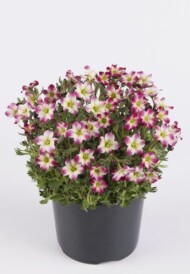Saxifraga-x-arendsii-Marto-Picotee-Red_fot_Florensis