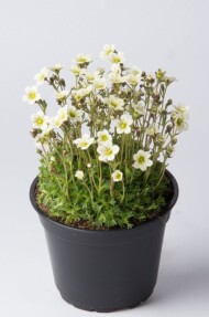 Saxifraga-x-arendsii-Pixie-White_fot_Florensis