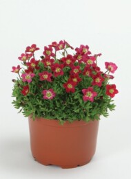 Saxifraga-x-arendsii-Rockies-F1-Red__Florensis