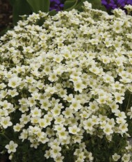 Skalnica 'Rockies F1 White' na rabacie, fot. Florensis
