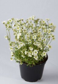 Saxifraga-x-arendsii-Saxony-White-fot-Florensis