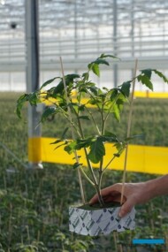 Szczepiona, dwupędowa rozsada pomidora (Kisiele 2020)