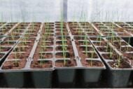 Produkcja rozsady porów do uprawy amatorskiej - od niedawna firma Rozsadnik zajmuje się również produkcją materiału nasadzeniowego do upraw amatorskich