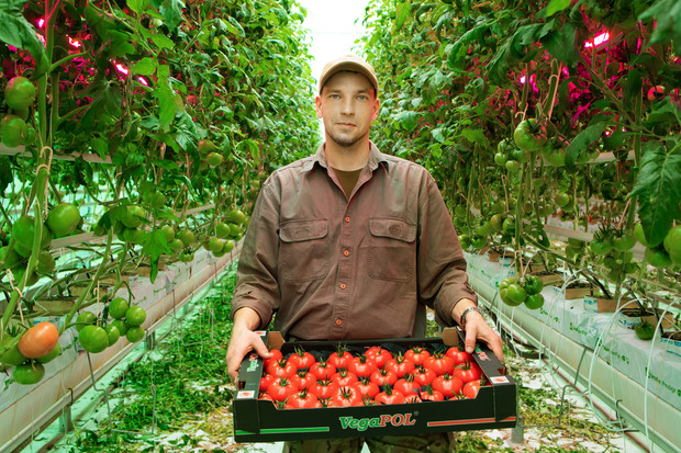 Sławomir Kwaczyński z Gospodarstwa Ogrodniczego Piotr Kociszewski prezentuje pomidory malinowe z uprawy doświetlanej w systemie Full LED
