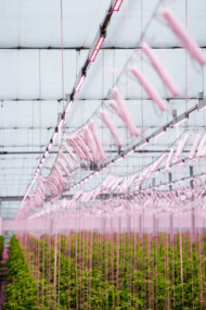 Górne moduły LED w uprawie pomidorów