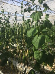 (fot. Natasza Borodynko-Filas) Więdnięcie porażonych roślin ogórka