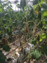 Zamieranie porażonych roślin ogórka (fot. Natasza Borodynko-Filas)