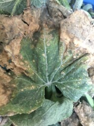 Objawy parcha ogórka - choroby powodowanej przez Cladosporium cucumerinum (fot. Sylwia Stępniewska-Jarosz)
