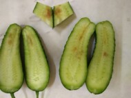 Owoce ogórków porażonych przez Stagonosporopsis cucurbitacearum - sprawcę czarnej plamistości dyniowatych (fot. Natalia Łukaszewska-Skrzypniak)