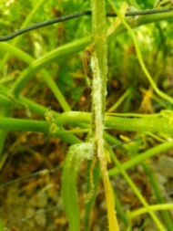 Objawy zgnilizny twardzikowej na pędzie ogórka (fot. Sylwia Stępniewska-Jarosz)