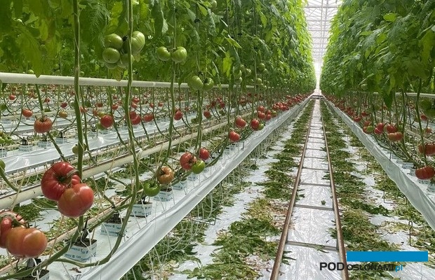Pierwsze dojrzewające pomidory malinowe w uprawie niedoświetlanej - odmiana Hakumaru (fot. M. Sowa)