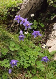 Aquilegia transsilvanica, fot. G. Moen