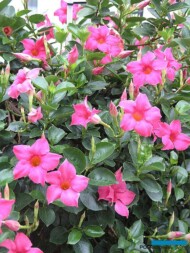 Mandevilla Sundaville Pink_fot. A. Cecot