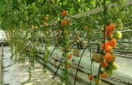Pomidor koktajlowy Apple Orange