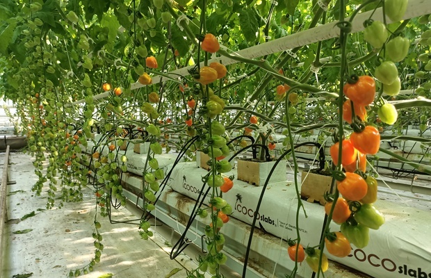 Pomidor koktajlowy Apple Orange