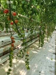 Pomidor koktajlowy Apple Red