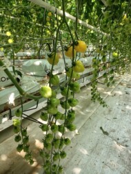Pomidor koktajlowy Apple Yellow
