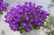 Byliny wiosenne (tu: Aubrieta Kitte® Blue to coraz ważniejsze produkty w sezonowych uprawach roślin ozdobnych pod osłonami), fot. Florensis