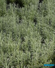 Kocanki włoskie (Helichrysum italicum) 'Aladin__Gospodarstwo Tomczyk