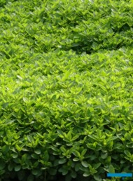 Origanum vulgare 'Diabolo'_ostre_Gospodarstwo Tomczyk