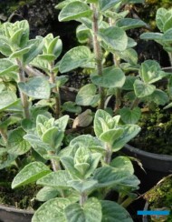 Lebiodka syryjska (Origanum syriacum, syn. Majorana syriaca_Gospodarstwo Tomczyk