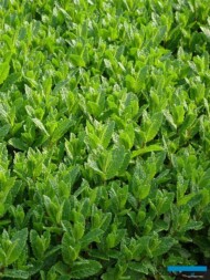 Mięta zielona (Mentha spicata) 'Marokko__Gospodarstwo Tomczyk
