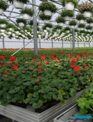 wiszace pojemniki z roslinami balkonowymi_pelargonie_tunel-zblokowany_uprawa na stolach_Tomczyk_Tropiszow_kwiecien-2021