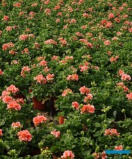 Pelargonium zonale Compact Line Salmon_21 kwietnia 2021 r_Tomczyk_Tropiszow