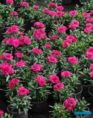 gozdzik_Dianthus_Oscar Purple Wings_Gospodarstwo Tomczyk