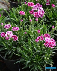 gozdzik_Dianthus_Pink Kisses_Gospodarstwo Tomczyk