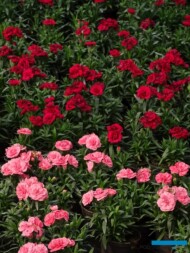 gozdzik_Dianthus_Oscar Pink i RED_Gospodarstwo Tomczyk
