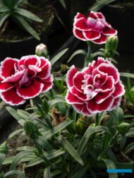 gozdzik_Sunflor Sopfia_Gospodarstwo Tomczyk