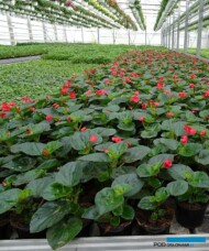 begonia BIG_bazylia_wiszace pojemniki z roslinami balkonowymi_tunel-uprawa na stolach_Tomczyk_Tropiszow_kwiecien-2021