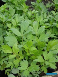 lubczyk_Levisticum officinale_Gospodarstwo Tomczyk