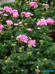 Pelargonia_Pelargonium zonale Tango Pink _Gospodarstwo Tomczyk