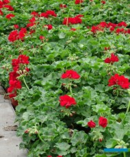 Pelargonia Calliope Dark Red_Gospodarstwo Tomczyk