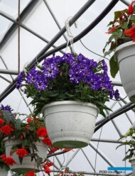 Petunia NightSky_gospodarstwo Tomczyk_Tropiszow