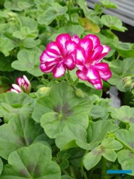 Pelargonia_Pelargonium peltatum_Gospodarstwo Tomczyk_Tropiszow