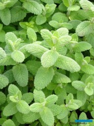 Mieta wonna_Mentha suaveolens_Pomo Petite_jablkowa__Gospodarstwo Tomczyk