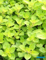 Origanum vulgare Aureum Gold_Gospodarstwo Tomczyk