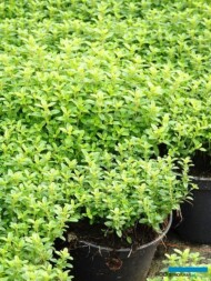 Thymus citriodorus_Gospodarstwo Tomczyk