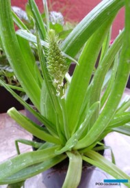 Bulbine frutescens-Medicus
