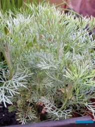 Bylica biała (Artemisia alba) ‘Cola