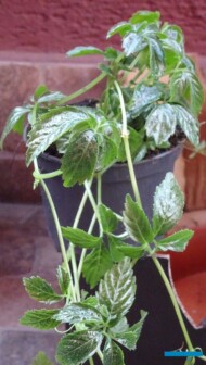 Gynostemma pentaphyllum