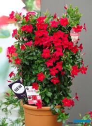 Mandewila Sundaville Mimi Red